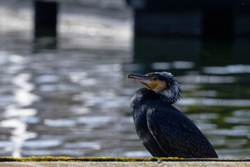 cormoran
