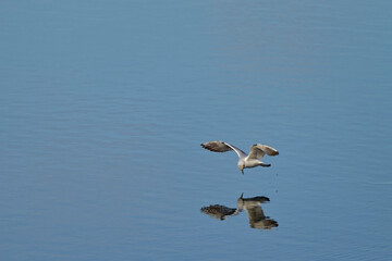 mouette
