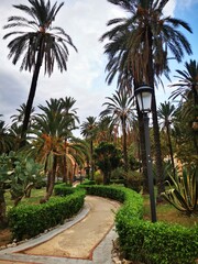 palm trees in the park