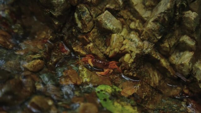 Forest River Crab in Pure Stream, Mie Prefecture Japan 4k