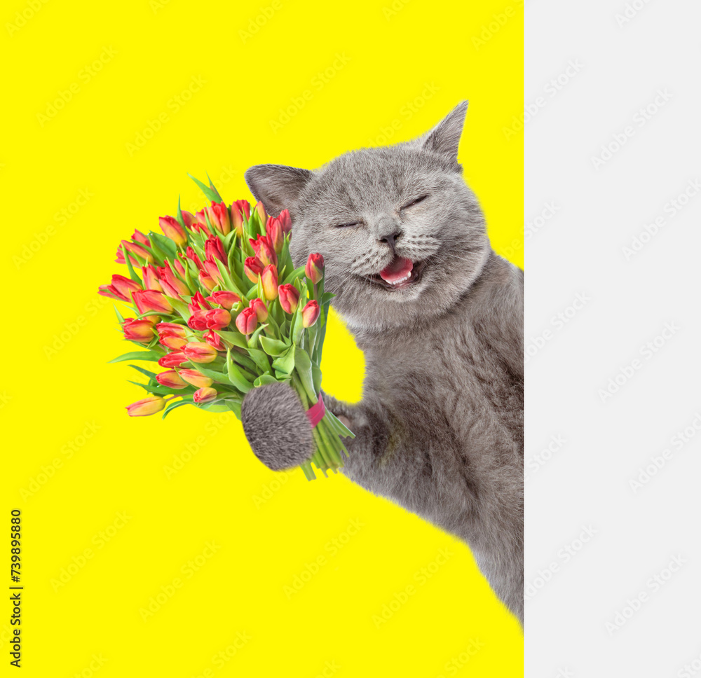 Poster laughing cat with a bouquet of tulips behind a white and blank banner. isolated on yellow background