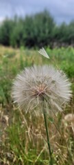 dandelion head