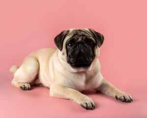 Cute Pug dog sitting on pink background.