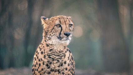 Cheetah © Patrick Niebergall