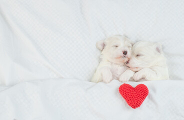 Two cozy Lapdog puppies sleep together with red heart on a bed at home. Top down view. Empty space...