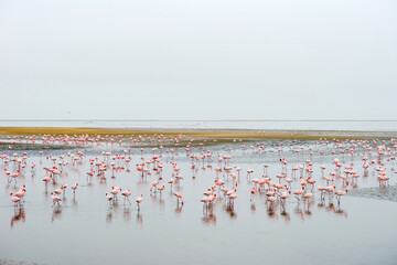 A large flock of flamingos standing in the water in shallow Atlantic oceanfront waters in Walvis bay, Namibia.