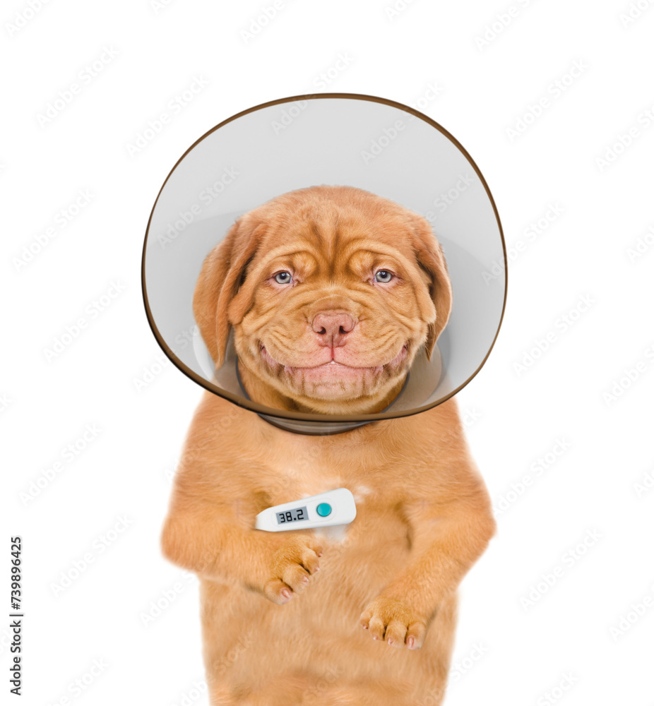 Poster smiling mastiff puppy with thermometer and protective cone collar looking at camera. isolated on whi