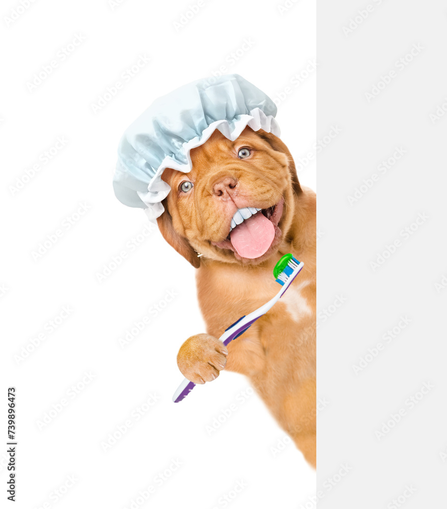 Poster mastiff puppy with funny big teeth wearing shower cap holds the toothbrush and looks from behind emp