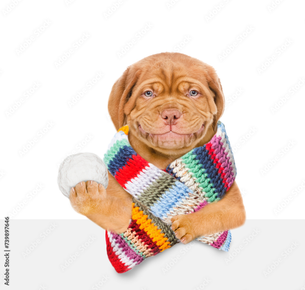 Aufkleber smiling mastiff puppy wearing warm winter knitted woolen scarf holds snowball and looks above empty 