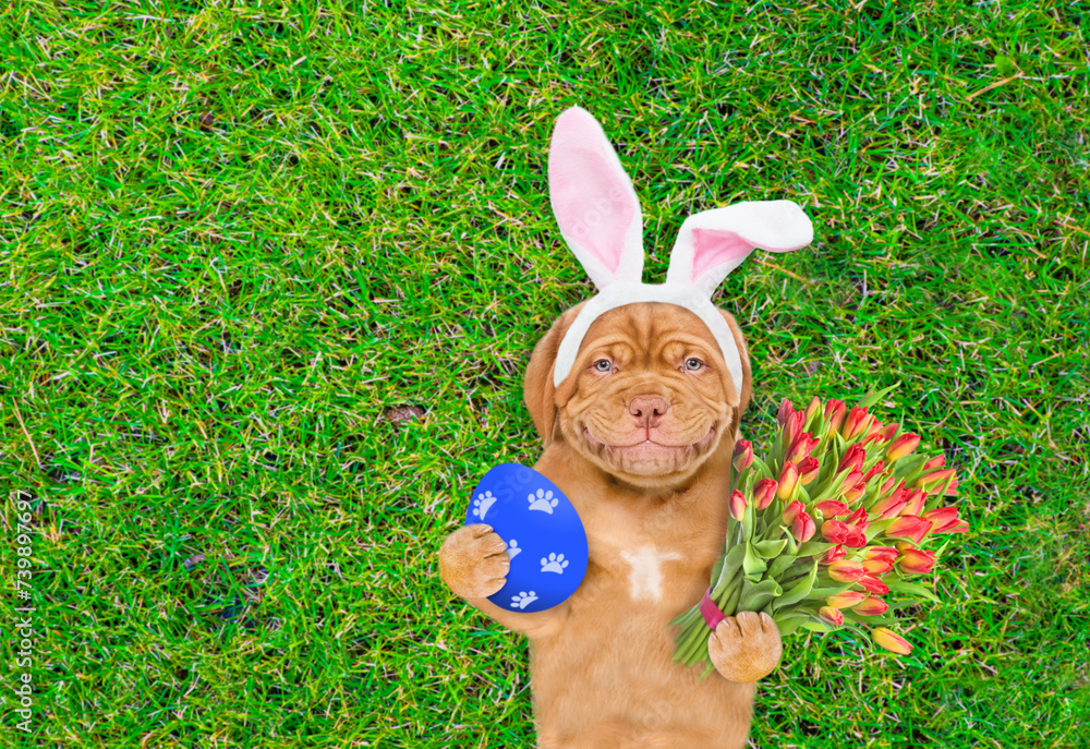 Poster smiling mastiff puppy wearing easter rabbits ears holds painted easter egg and bouquet of tulips. do