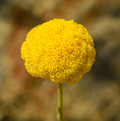 round yellow flower of billy buttons (Craspedia) aka woollyheads
