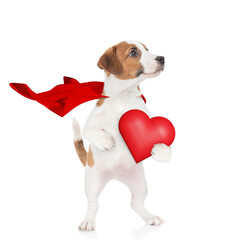Lovely jack russell terrier puppy wearing superhero costume holding red heart and looking away on empty space. Isolated on white background