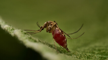 A mosquito full of blood perched on a green leaf.