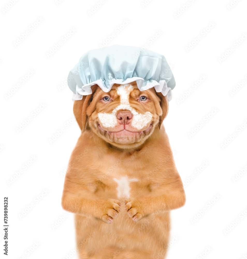 Poster smiling mastiff puppy wearing shower cap with cream on it face looks at camera. isolated on white ba