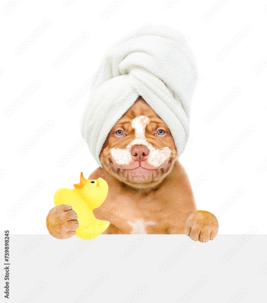 Poster Smiling Mastiff puppy with towel on it head, with cream on it face holds rubber duck and looks from behind empty white banner