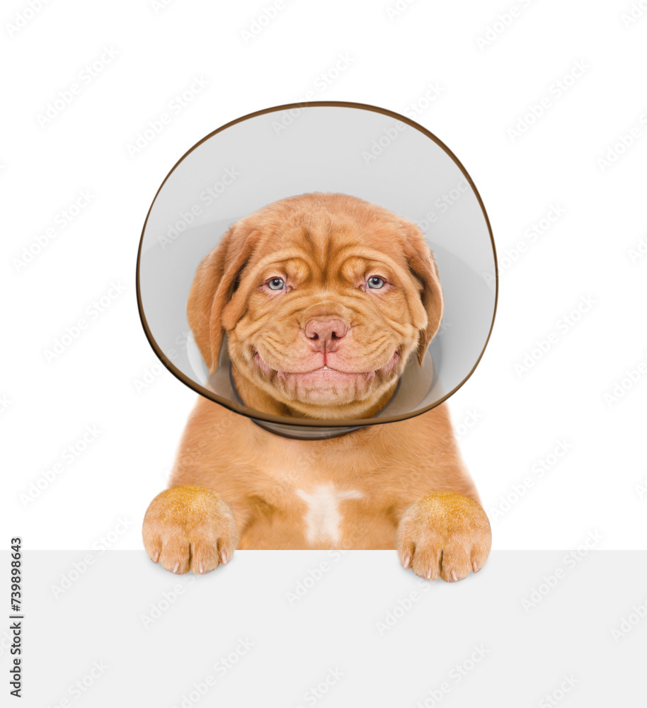 Poster smiling mastiff puppy with protective plastic cone collar looking above empty white banner. isolated