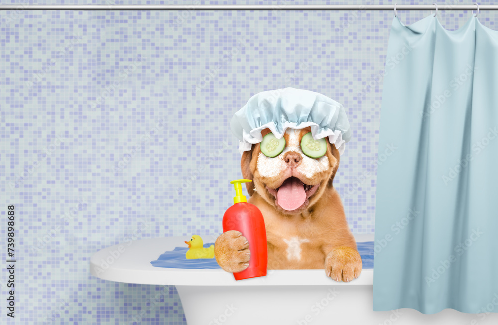 Poster happy mastiff puppy wearing shower cap with cream on it face and with pieces of cucumber on it eyes 