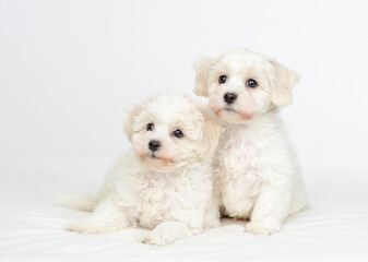 Two young white Lapdog puppies sits under warm white blanket on a bed at home