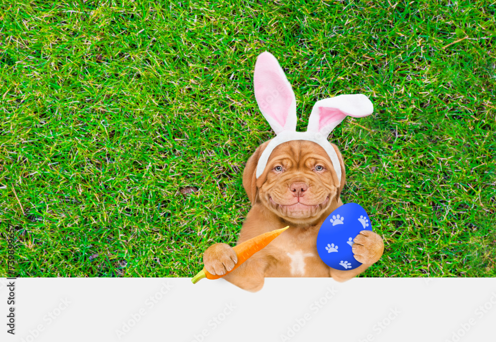 Poster smiling mastiff puppy wearing easter rabbits ears holds carrot and painted easter egg and lies on it