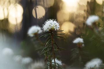 Blooming Marsh labrador tea in an early summer bog forest during sunset in Estonia, Northern Europe