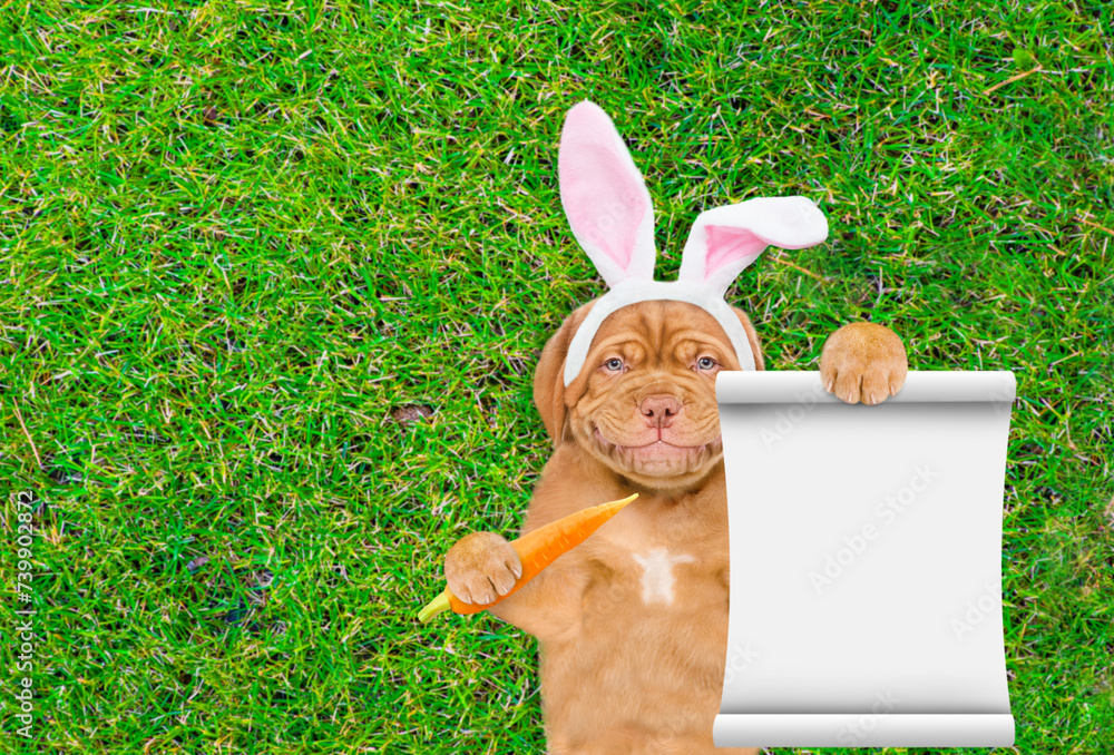 Fototapete Smiling Mastiff puppy wearing easter rabbits ears holding carrot and shows empty list and lying on its back on summer green grass. Top down view. Empty space for text