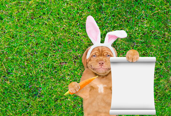 Smiling Mastiff puppy wearing easter rabbits ears holding carrot and shows empty list and lying on its back on summer green grass. Top down view. Empty space for text