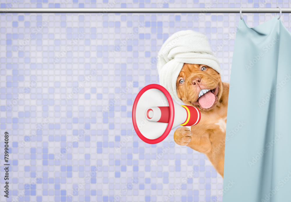 Poster happy mastiff puppy with big funny teeth, with towel on it head peeking out from behind the shower c
