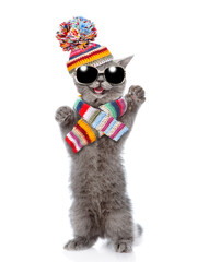 Happy cat wearing sunglasses, warm winter hat with pompon and knitted scarf standing on hind legs and looking at camera. isolated on white background