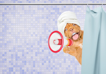 Happy mastiff puppy with big funny teeth, with towel on it head peeking out from behind the shower...