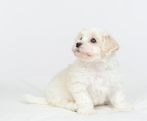 Cute White lapdog puppy sitting on a bed at home and looking away and up