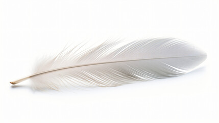 Pigeon feather isolated on white background.