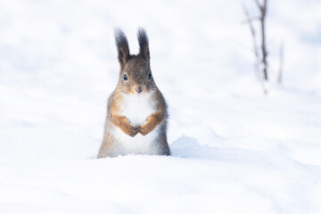 A cute Red squirrel standing in snow and looking on a sunny winter day in a garden in rural Estonia, Northern Europe