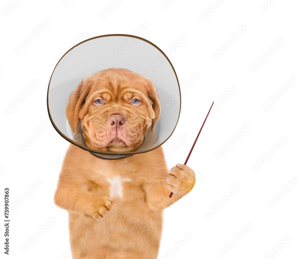 Poster sad mastiff puppy wearing protective cone collar points away on empty space. isolated on white backg