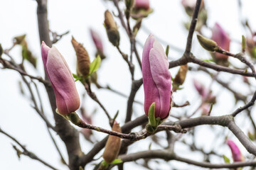 Pink magnolia flowers on tree on sky background.