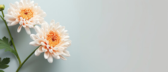 Minimalist blooming white Chrysanthemum flower with leaf on soft blue pastel colors background with space for text created with Generative AI Technology