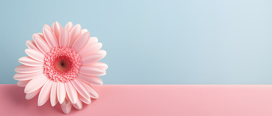 Minimalist single blooming pink Gerbera Daisy Herbras flower with leaf on soft blue pastel colors background with space for text created with Generative AI Technology 