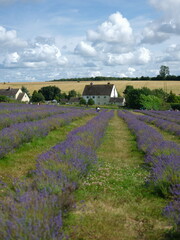 lavender field in region