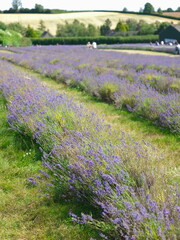 lavender field region