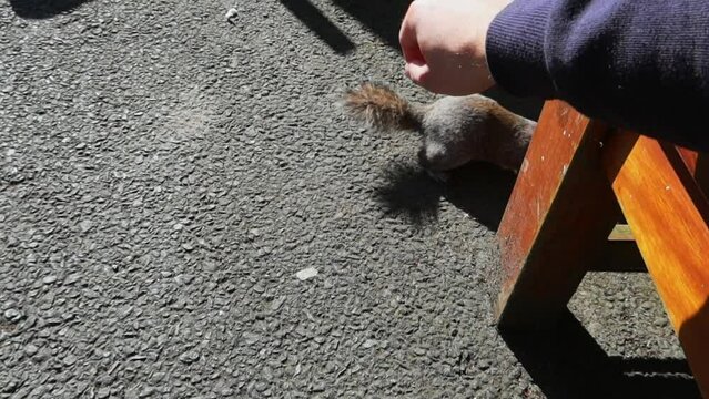 Squirrel cautiously nears a man's hand, startles, then retreats and scampers away