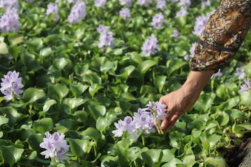 person picking flowers