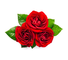 Red rose flower on white backgrounds