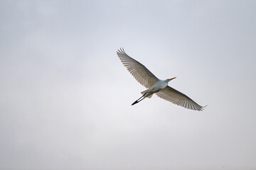Egret in flight in the morning light Kyoto Bird River