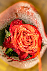 rose, kwiat, czerwień, kocham, rosa, charakter, woda, makro, kropla, beuty, kwiat, roślin, dar,...