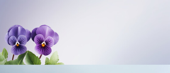 Minimalist single blooming purple Pansy flower with leaf on soft purple pastel colors background with space for text created with Generative AI Technology