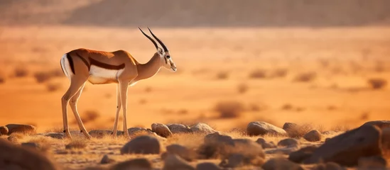 Fotobehang springbok antelope in arid places © gufron