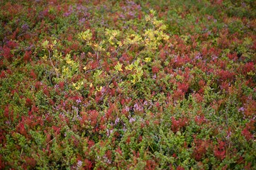 Plantes and coloros from Iceland