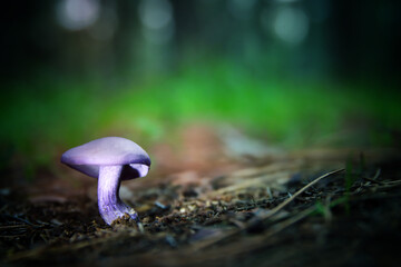 Photo of glowing mushrooms at night, mysterious forest, fantasy concept