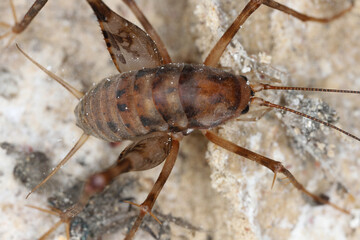 Tachycines asynamorus. Grasshopper, a locust that lives in the basements of houses.