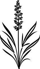 Obraz premium Lavender | Minimalist and Simple Silhouette - Vector illustration