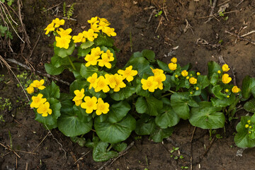 A bunch of beautiful Marsh-marigold blooming on a river bank on a spring evening in Estonia,...
